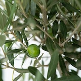 thumbnail of Olivenbaum - Olea Europaea Höhe 60-70cm