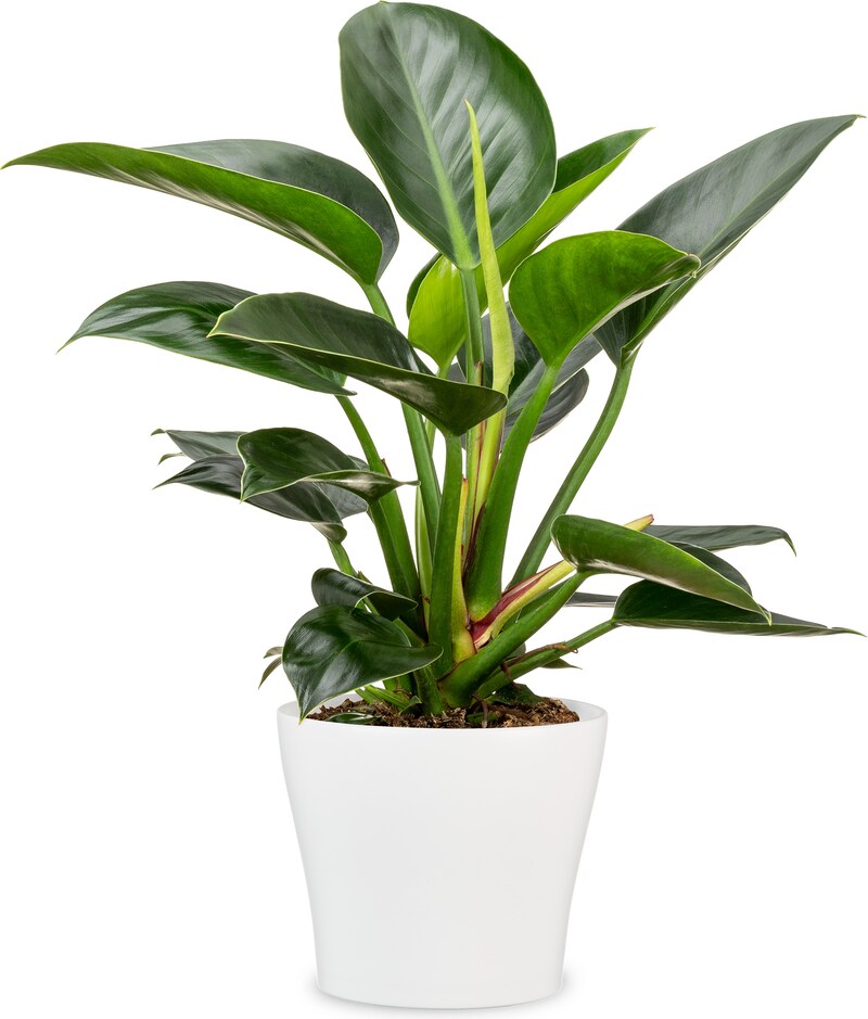 mobile_image
