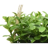 thumbnail of Planta Artificial Colgada Modelos Varios Ø8X12Cm