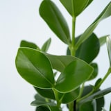 thumbnail of Clusia rosea Princess - Hauteur 50-60cm