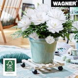 thumbnail of WAGNER Pflanzenroller PALETTI 34 x 34 x 8 cm, für den Innenbereich, Buche natur, Tragkraft 100 kg, EU Ware - 20033569