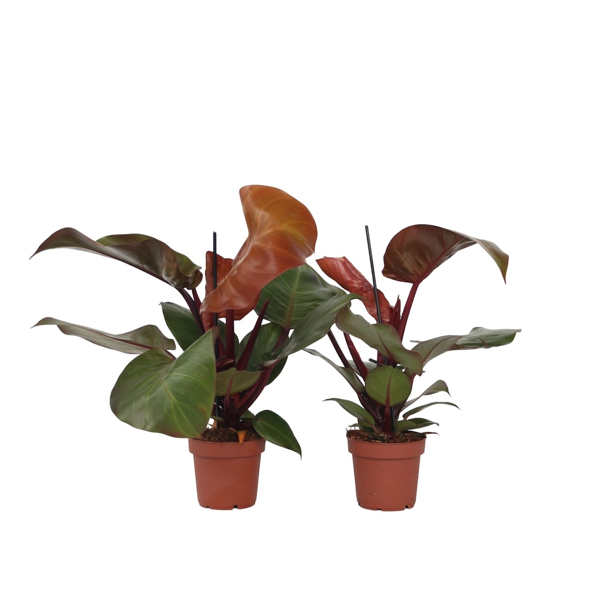 Philodendron Sun Light 2er Set Höhe 20-30cm