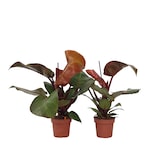 thumbnail of Philodendron Sun Light 2er Set Höhe 20-30cm