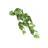 thumbnail of Maceta Monstera -Potus x 51 - 62cm