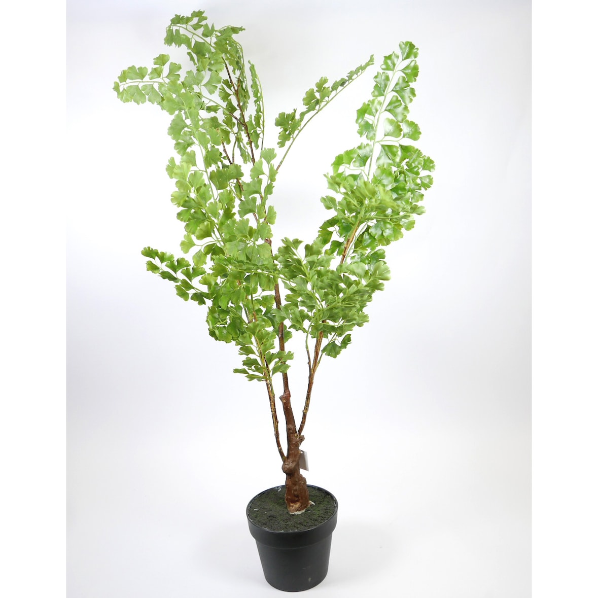 Kunstpflanze Topfpflanze Zimmerpflanze Künstlich Gingko grün H 110 cm