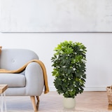 thumbnail of Pianta artificiale / Albero artificiale SCHEFFLERA 2 rami 110 cm plastica verde hjh OFFICE