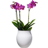 thumbnail of Villeroy & Boch Manufacture Collier blanc Vase Perle groß 16,5x16,5x17,5cm