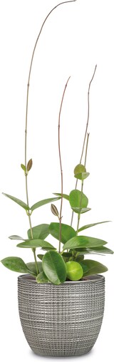 thumbnail of Scheurich PIMIENTA       19/866 Übertöpfe