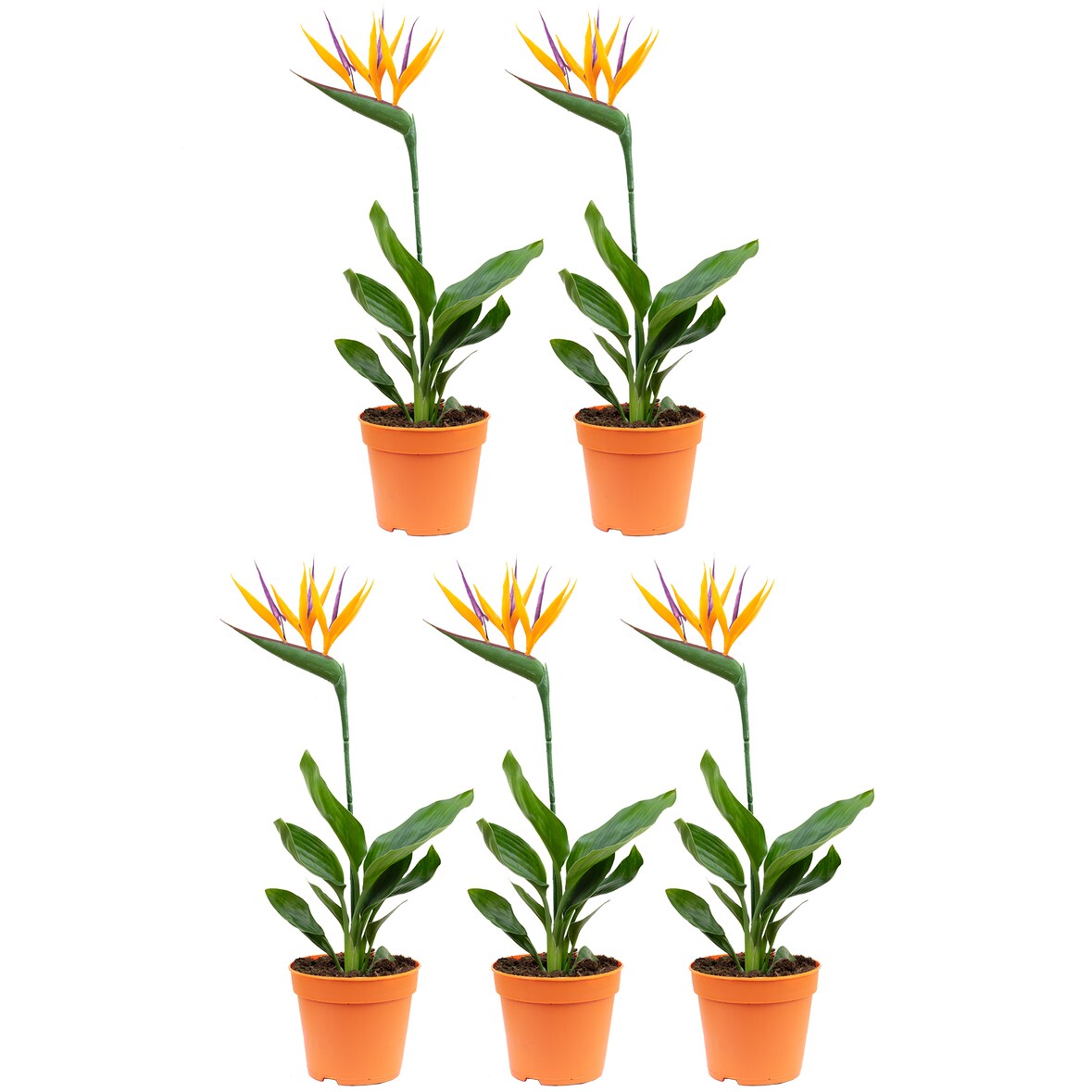 5er-Set Paradiesvogelblume mit Kunstblüte - Strelitzia Reginae - Höhe ca. 35-40 cm, Topf-Ø 13 cm