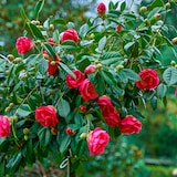 thumbnail of Japanische Kamelie - Camellia Japonica Dr. King Höhe 50-60cm