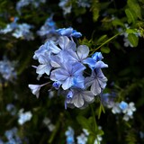 thumbnail of Bleiwurz - Plumbago auriculata 3er Set Höhe 25-40cm
