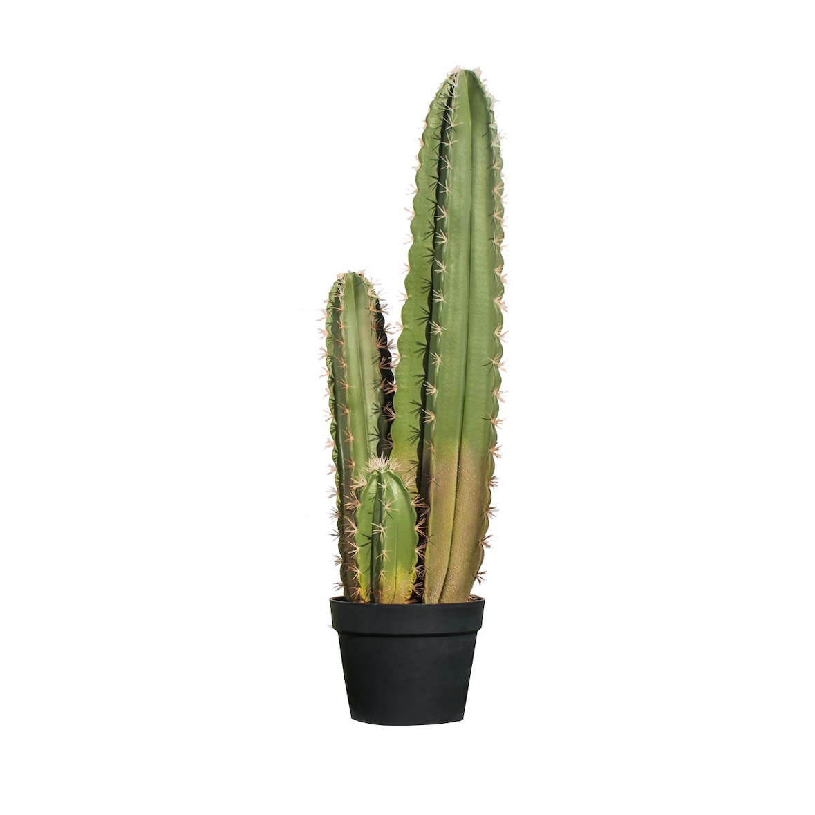 Cactus Organo 120 Cm