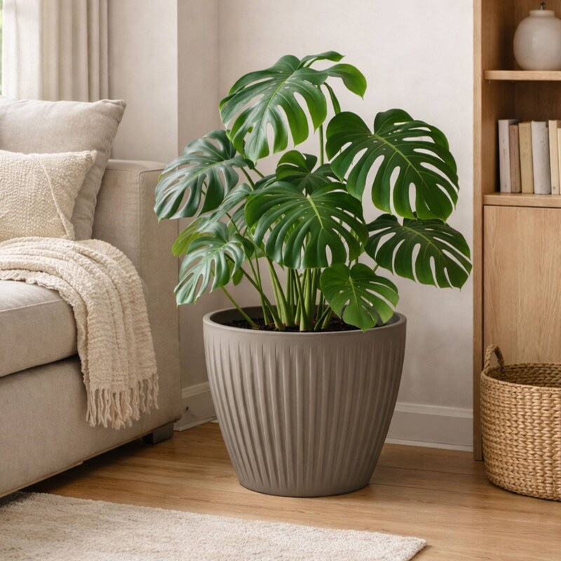 Ein großer grüner Monstera-Baum in einem Topf.