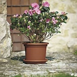 thumbnail of EURO3PLAST  Medea Untersetzer Medea 56cm