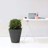 thumbnail of WellHome - Taupefarbener Blumentopf aus Polyethylen, 40 x 40 cm