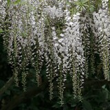 thumbnail of Chinesischer Blauregen weiß - Höhe ca. 50 cm, Topf-Ø 14 cm - Wisteria sinensis 'Alba'