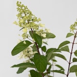 thumbnail of Hortensia paniculé - Hydrangea Pinky Winky Hauteur 25-40cm
