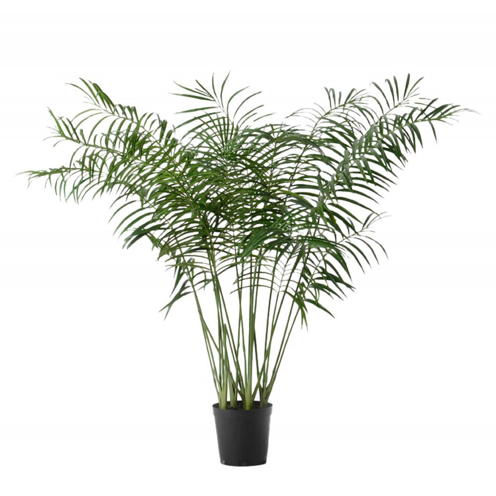Palmier Areca 200 cm -  Vert  Plastique Lou De Castellane 0.01x0.01 cm