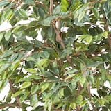 thumbnail of CREATIV green künstliche Pflanze Ficus Benjamina 260x200cm
