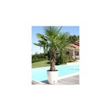 thumbnail of Pot en plastique rond avec réserve d'eau 30 cm Eva blanc Riviera