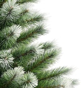 Grüner Baum mit weißen Spitzen.