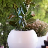 thumbnail of WellHome - Blumentopf Modell "Omega Collection", Ø48x42cm, Farbe Anthrazit
