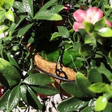 thumbnail of Jardinera artificial Lirio Rosado| Naturing Monde - Diametro 30cm -Para interior y exterior - Material 100% HDPE alta calidad