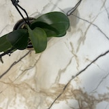 thumbnail of Restootab - Plateau 90x90 decor marbre calcuta chants laiton