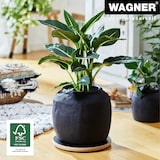 thumbnail of WAGNER Pflanzenroller BLACK Ø 29,5 x 2,5 cm, für innen, MDF mit Melamin, schwarz, Tragkraft 100 kg, DE Ware - 20027501