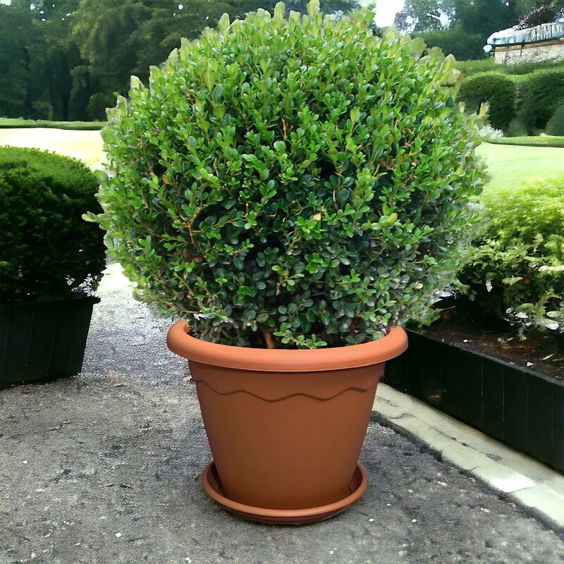 mobile_image