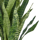 thumbnail of CREATIV green künstliche Pflanze Sansevieria zeylanica im anthrazitfarbenen Kunststofftopf mit Erde, 90cm