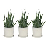 thumbnail of Aloe Barbadensis - Aloe Vera 3er Set Höhe 25-40cm