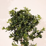thumbnail of Planta artificial Azarero 120cm - Naturing Monde - Interior
