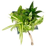 thumbnail of Flowerwall Ersatz-Pflanztasche bepflanzt