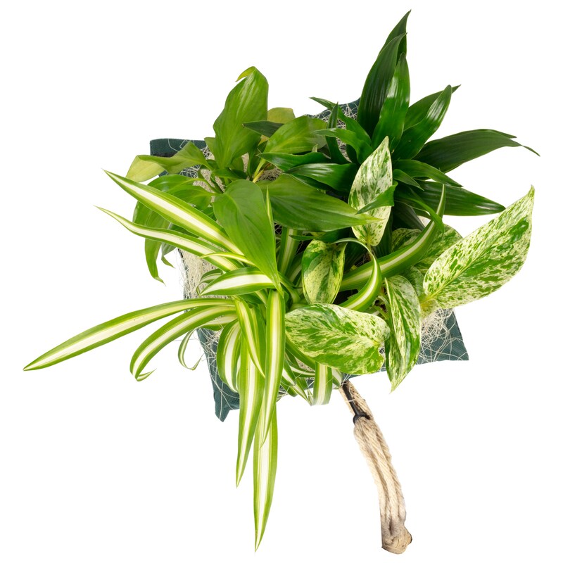 mobile_image