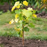 thumbnail of Plants de Raisin- Vitis vinifera Chardonnay Set de 3 Hauteur 25-40cm