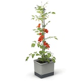 thumbnail of Gusta Garden TOM TOMATO 3er-Set, hellgrau