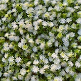 thumbnail of GeckoWall "KIEL" | Premium Blüten weiß Pflanzenwand  | Gastronomie Blumenwand Wandverkleidung | weiße Kunstpflanzen Wandmontage |Wandpaneele künstlich