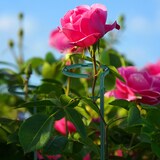 thumbnail of Relaxdays Pflanzstäbe Metall, 10er Set, Rankstäbe mit Ring, 80 cm, Metallstäbe Garten, mit Pflanzenbindern, dunkelgrün