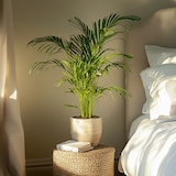 thumbnail of Dypsis Lutescens - Areca - Goudpalm - Kamerplant - Pot 21cm - Hoogte 100-120cm