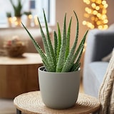 thumbnail of Aloès - Aloe barbadensis Set de 2 Hauteur 25-40cm