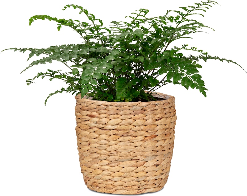 mobile_image
