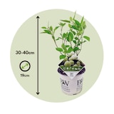 thumbnail of Hortensia - Hydrangea Strong Annabelle Set de 2 Hauteur 30-40cm