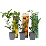 thumbnail of D'agrumes - Citron vert, Calamondin, Citron Mélange de 3 Hauteur 25-40cm