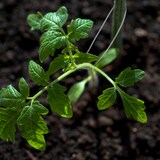 thumbnail of Relaxdays Bindedraht, 2er Set, 1mm Ø, 50m Länge, verzinkt, dünn, Gartenarbeit & Basteln, rostfreier Draht, Stahl, silber