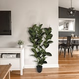 thumbnail of Atmosphera - Künstliche Ficus robusta-Pflanze 40x40x120cm