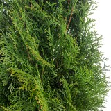 thumbnail of Lebensbaum `Smaragd` C10 - Thuja occidentalis smaragd - Höhe ca. 140-160 cm