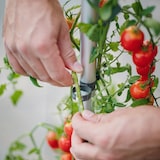 thumbnail of Gusta Garden TOM TOMATO 3er-Set, hellgrau