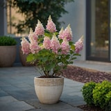 thumbnail of Hortensia paniculé - Hydrangea Pinky Winky Hauteur 25-40cm