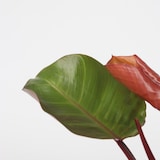 thumbnail of Philodendron Sun Light 2er Set Höhe 20-30cm